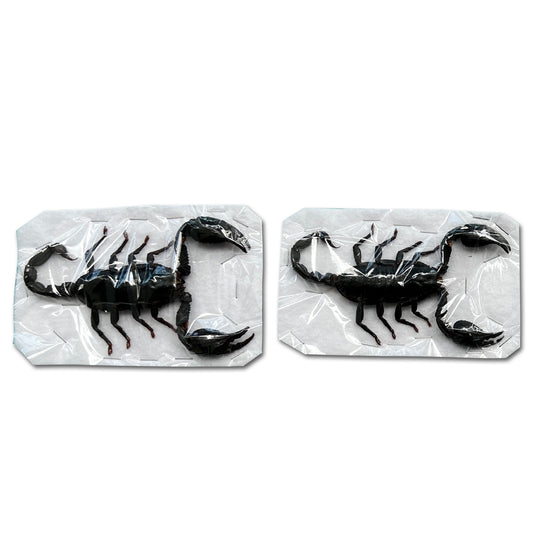 2 Real Giant Scorpion Specimen Mounted Dead Skull Moth Gothic Entomology SCOR-02
