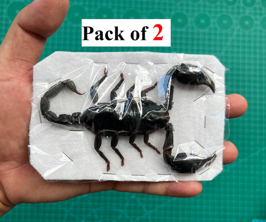 2 Real Giant Scorpion Specimen Mounted Dead Skull Moth Gothic Entomology SCOR-02