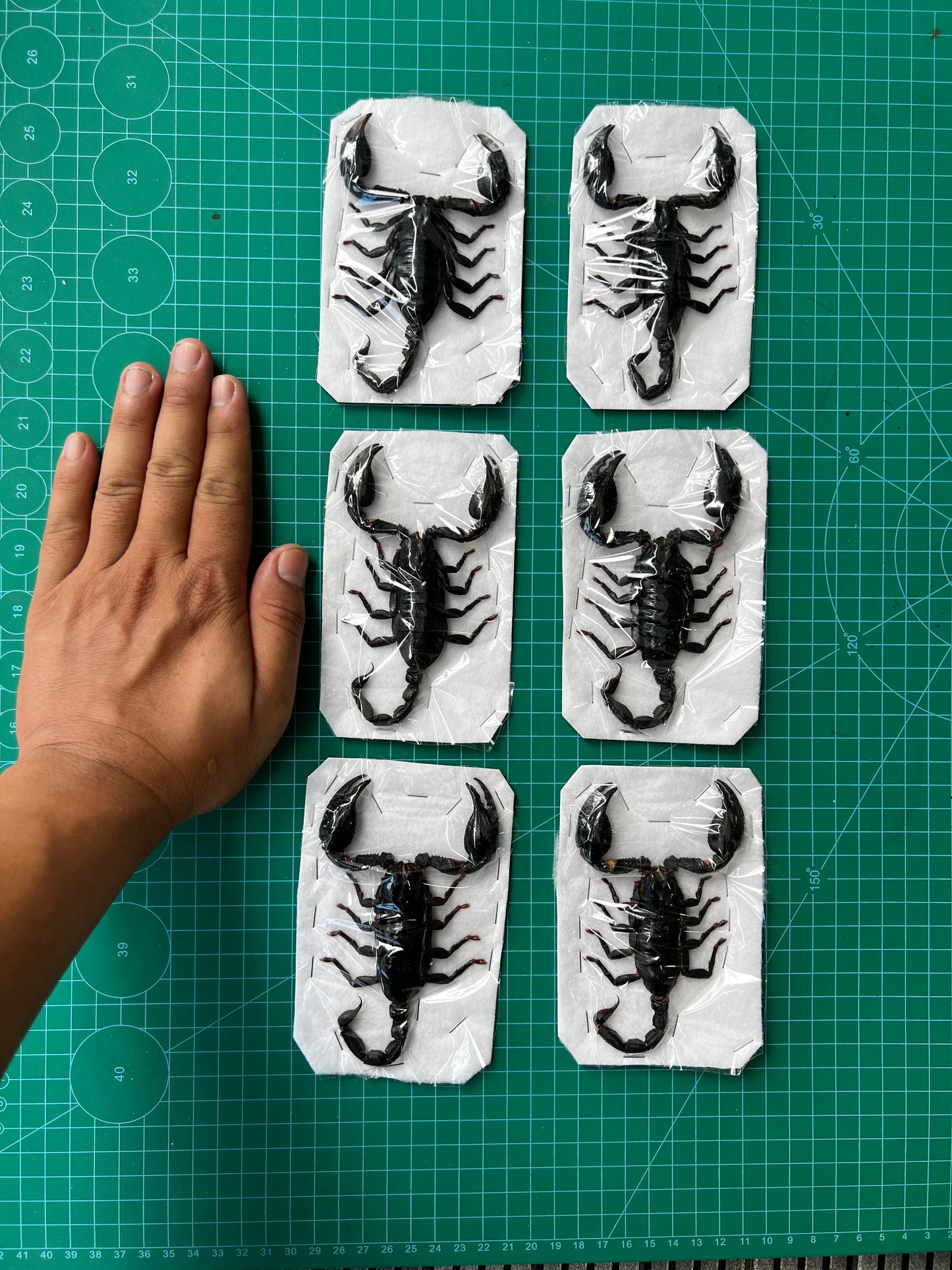6 Real Giant Scorpion 7” Large Beetle Insect Bug Entomology Oddity UM11