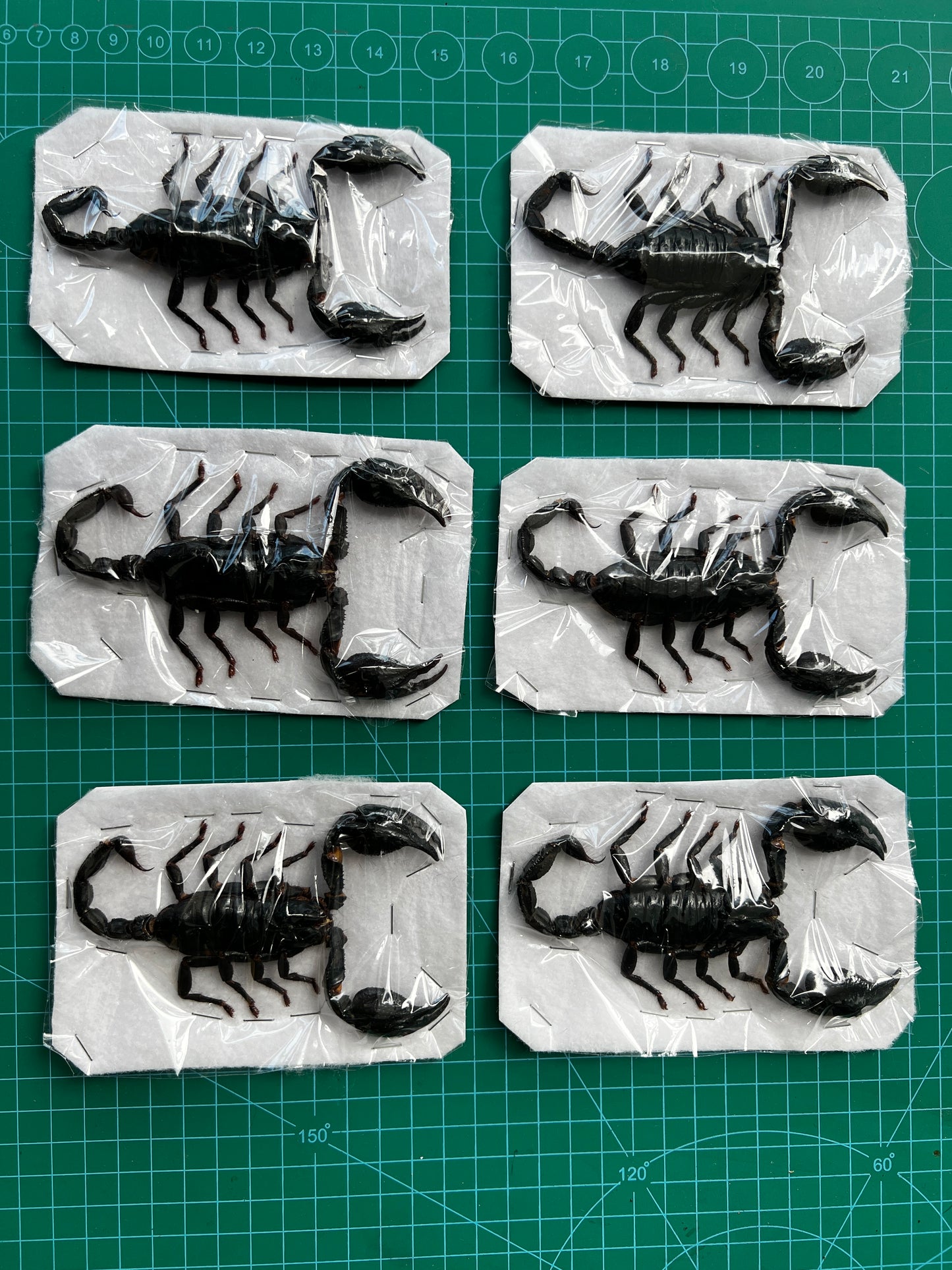 Real Scorpion Specimen, Insect Bug Taxidermy, Insect Entomology Display, Décor