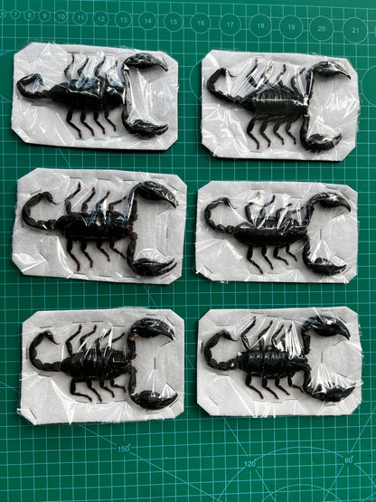 Real Scorpion Specimen, Insect Bug Taxidermy, Insect Entomology Display, Décor