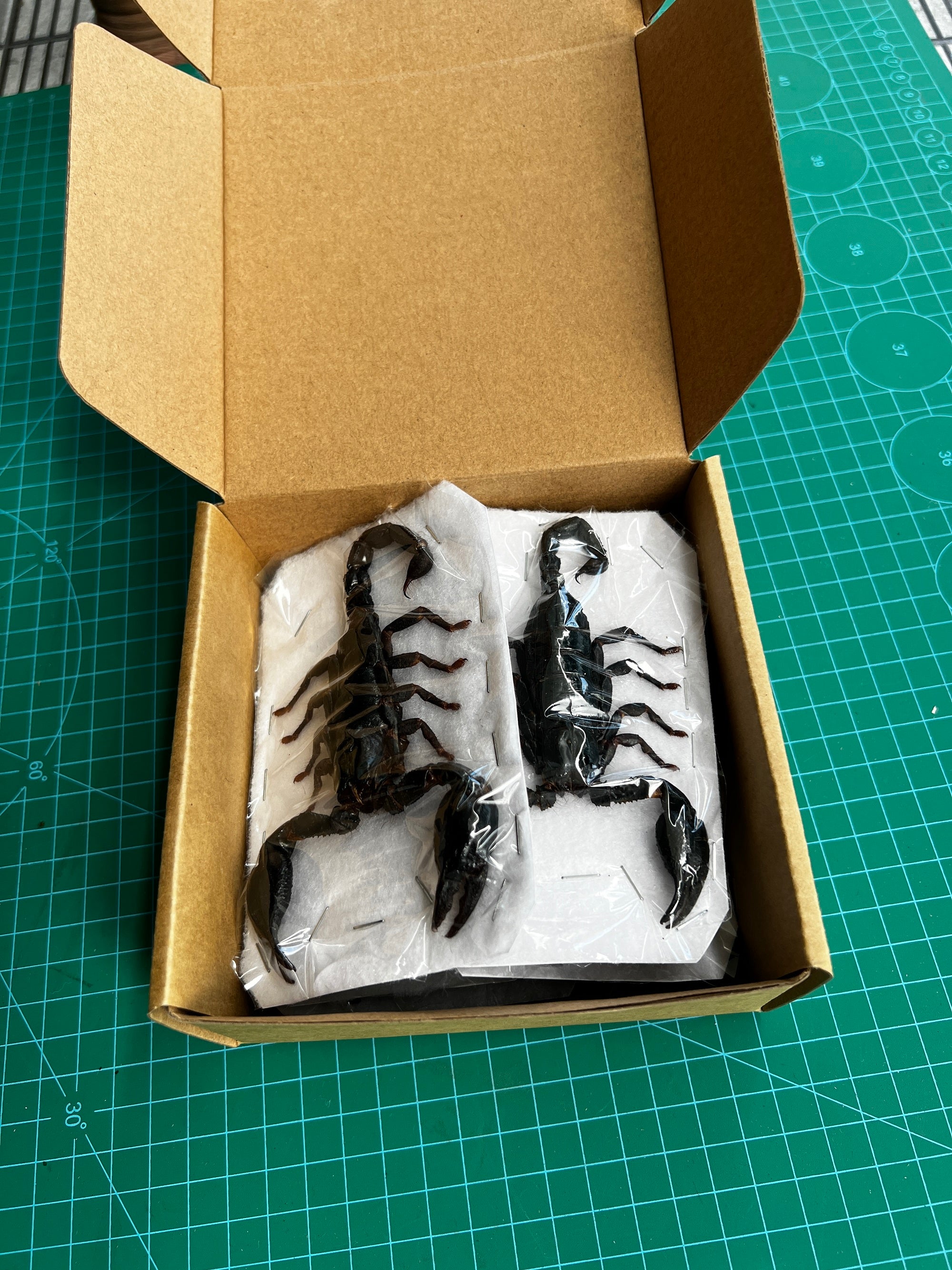 2 Real Giant Scorpion Specimen Mounted Dead Skull Moth Gothic Entomology SCOR-02