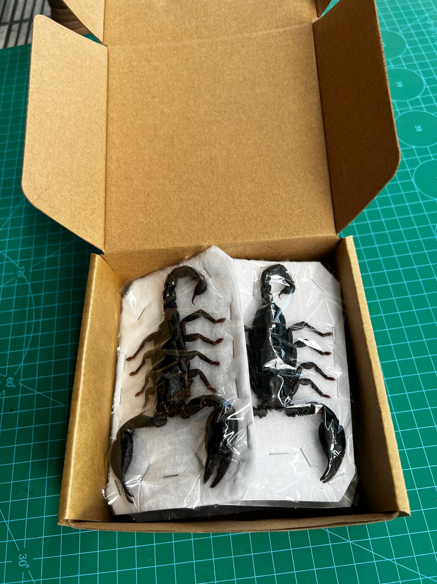 6 Real Giant Scorpion 7” Large Beetle Insect Bug Entomology Oddity UM11