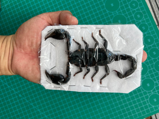 Real Giant Scorpion 7" Mounted Dried Beetle Dead Insect Bug Entomology Oddity