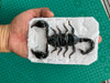 6 Real Giant Scorpion 7” Large Insect Bug Entomology Specimen Taxidermy Oddity Taxadermy UM11