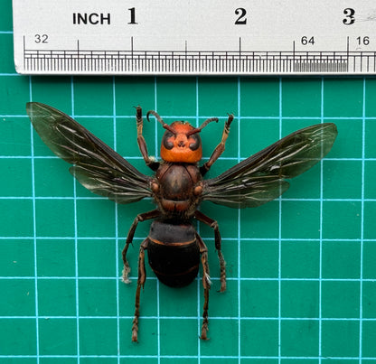 Real Vespa mandarinia Specimen, Insect Bug Taxidermy Open wings, Insect Entomology Display