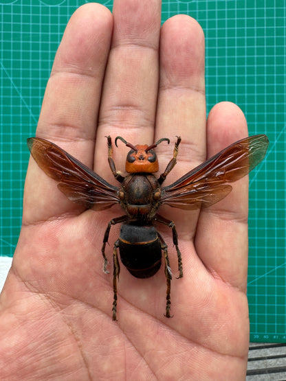 Real Vespa mandarinia Specimen, Insect Bug Taxidermy Open wings, Insect Entomology Display
