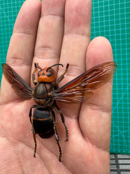 Real Vespa mandarinia Specimen, Insect Bug Taxidermy Open wings, Insect Entomology Display
