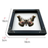 Real Framed Butterfly Dried Insect Shadow Box - Saturnia Zuleika Moth Saturniidae K18-07-DE