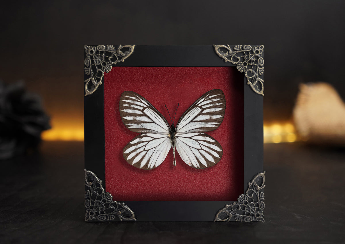 Real Butterfly Wooden Frame Dried Insect Specimens K12-09-DE