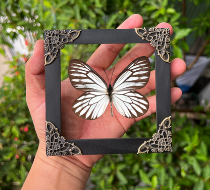Real Butterfly Wooden Frame Dried Insect Specimens K12-09-DE