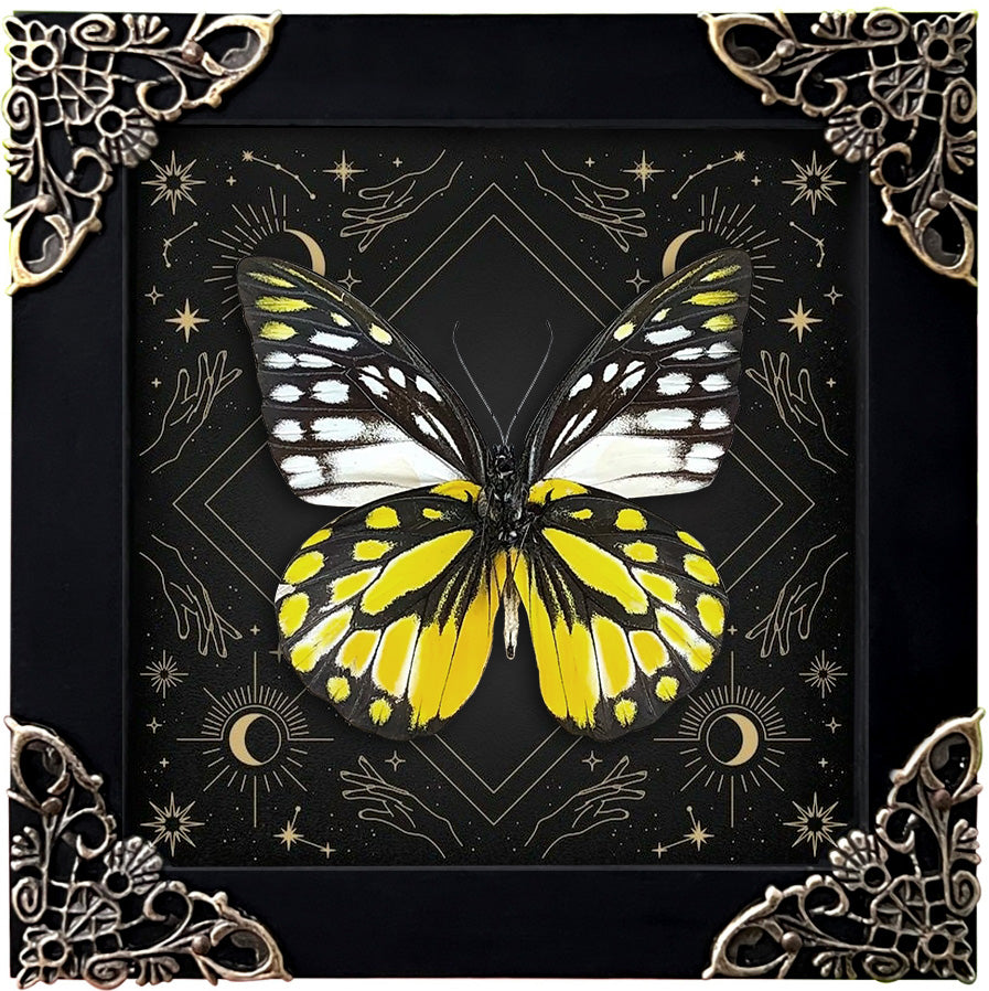 Real Yellow Butterfly Taxidermy Astronomy Moon Phase Star Astrology Special Floral Framed Customized K12-10-AS1