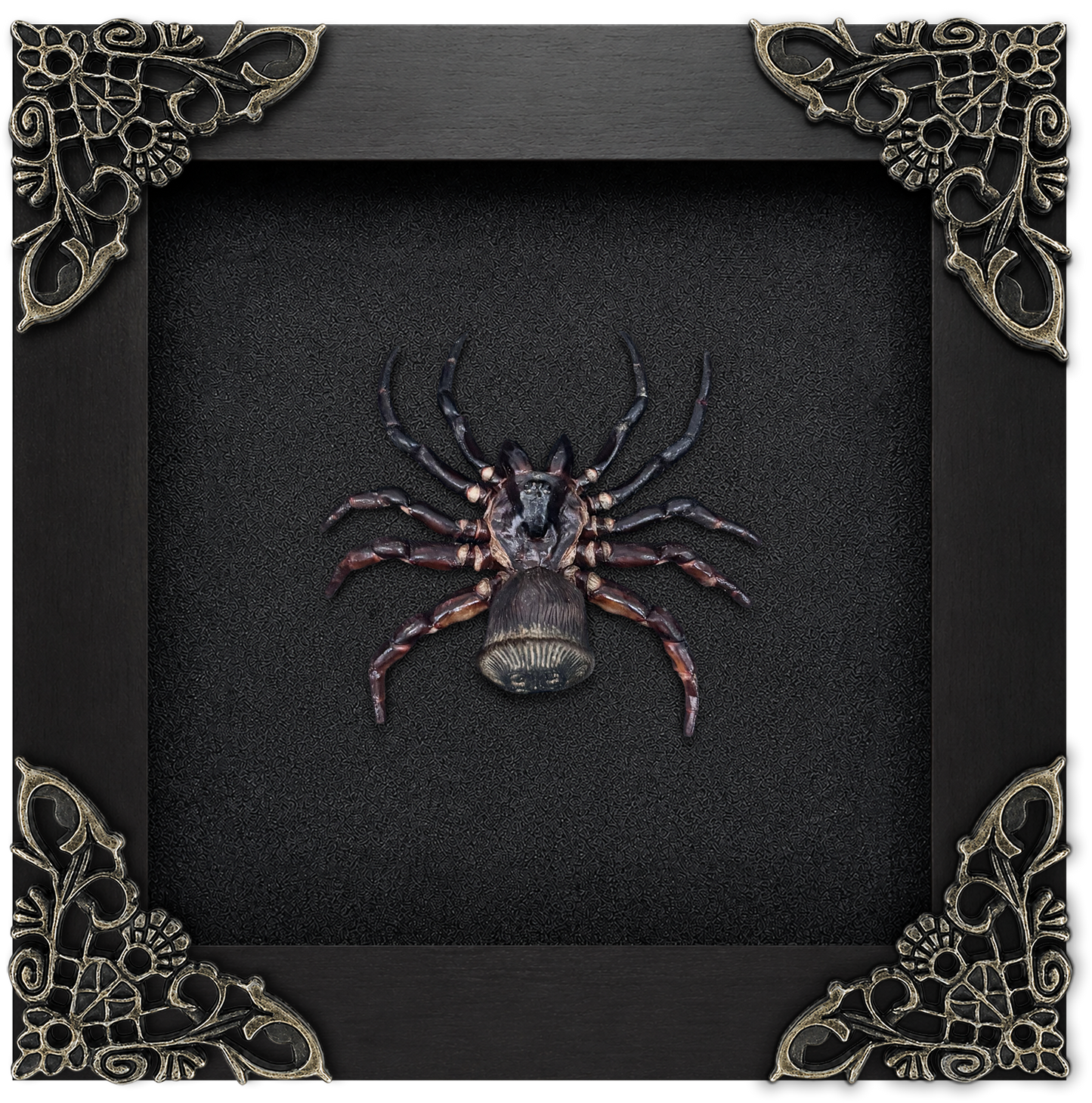 Frame Spider Tarantula Cyclocosmia Ricketti Taxidermy Artwork Oddities Curiosities Home Gothic Decor K12-106-DE