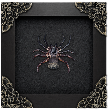 Frame Spider Tarantula Cyclocosmia Ricketti Taxidermy Artwork Oddities Curiosities Home Gothic Decor K12-106-DE