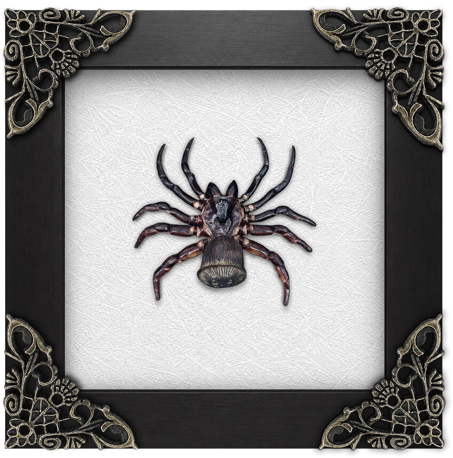 Frame Spider Tarantula Cyclocosmia Ricketti Taxidermy Artwork Oddities Curiosities Home Gothic Decor K12-106-DE