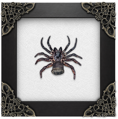 Frame Spider Tarantula Cyclocosmia Ricketti Taxidermy Artwork Oddities Curiosities Home Gothic Decor K12-106-DE