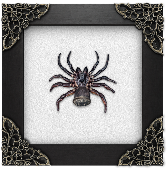 Frame Spider Tarantula Cyclocosmia Ricketti Taxidermy Artwork Oddities Curiosities Home Gothic Decor K12-106-DE