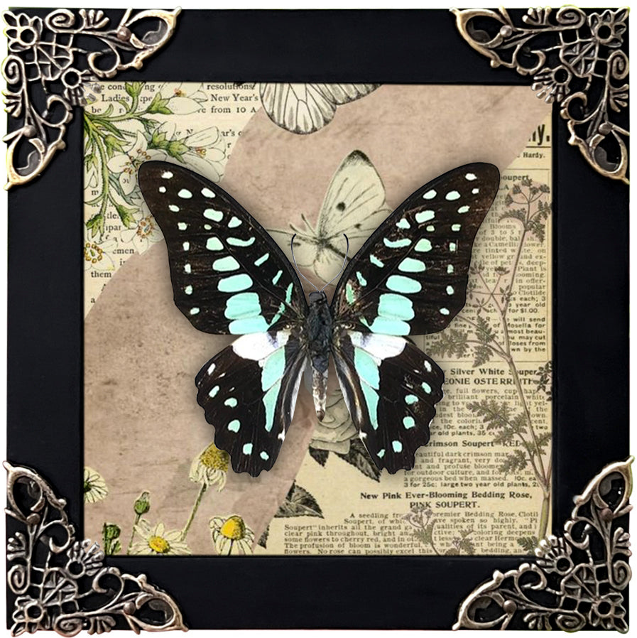 Spotted Sawtooth Butterfly Taxidermy Special Floral Boho Framed Customized K12-10-FL1