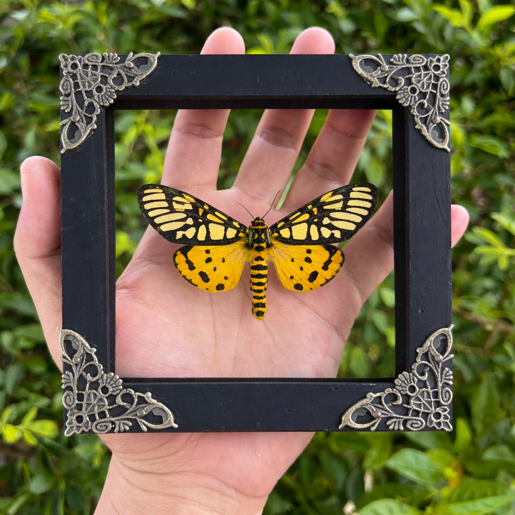 Framed Yellow Moth Taxidermy Real Tiger Moth Insect Bug Art Gothic Decor Entomology Gift K12-124-TR