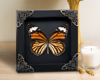 Real Framed Danaus Genutia Butterfly Insect Glass Shadow Box K12-13-KINH