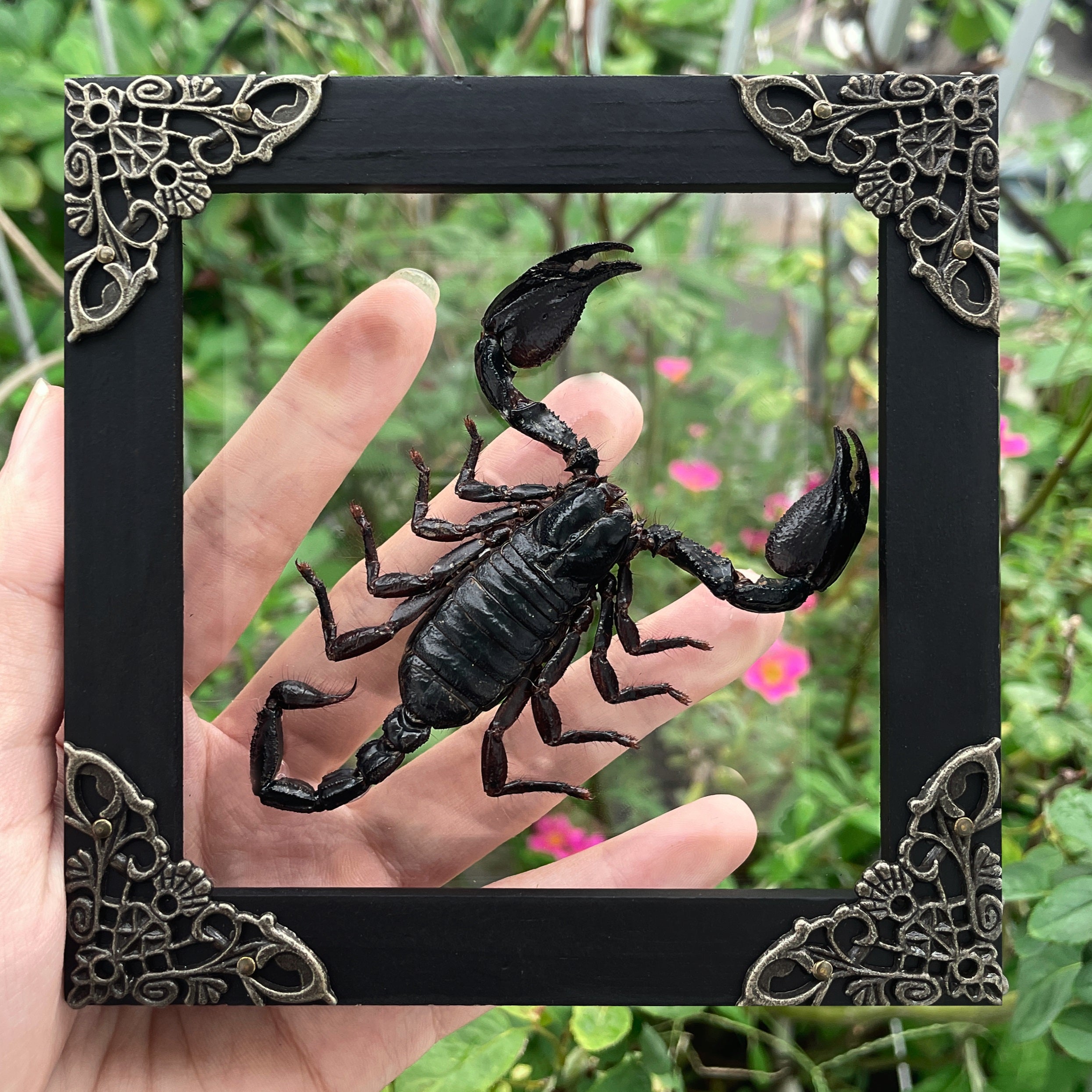 Scorpion Real Wooden Framed Dried Insect Taxidermy Bug K12-51-KINH