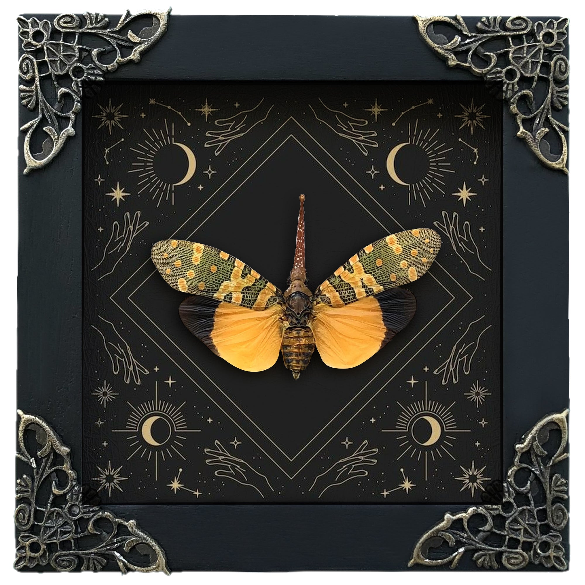 Yellow Lanternfly Cicada Taxidermy Moon Phase Star Astronomy Specimen Astrology Background Frame Insect K12-55-AS1