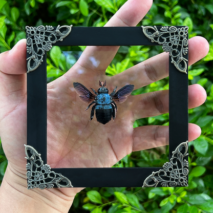 Blue Xylocopa Caerulea Frame