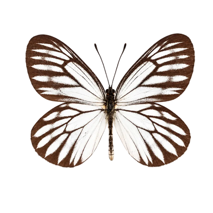 Brown & White Butterfly Specimen