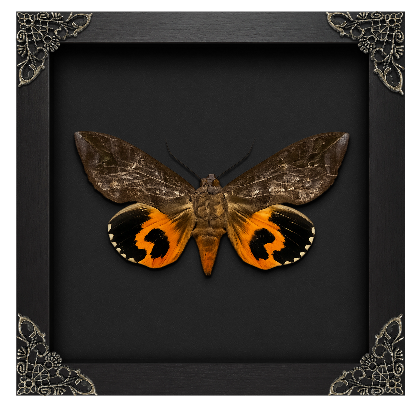 Taxidermy Moth in Shadow Box, Real Insect Bug Specimen, Gothic Halloween Decor, Halloween Gift
