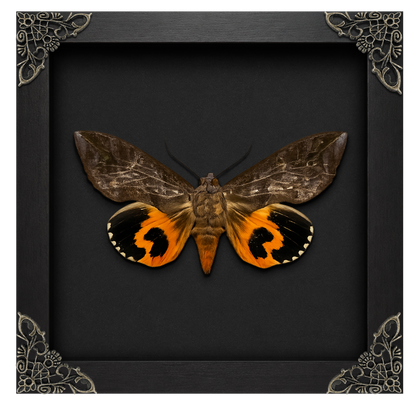 Taxidermy Moth in Shadow Box, Real Insect Bug Specimen, Gothic Halloween Decor, Halloween Gift