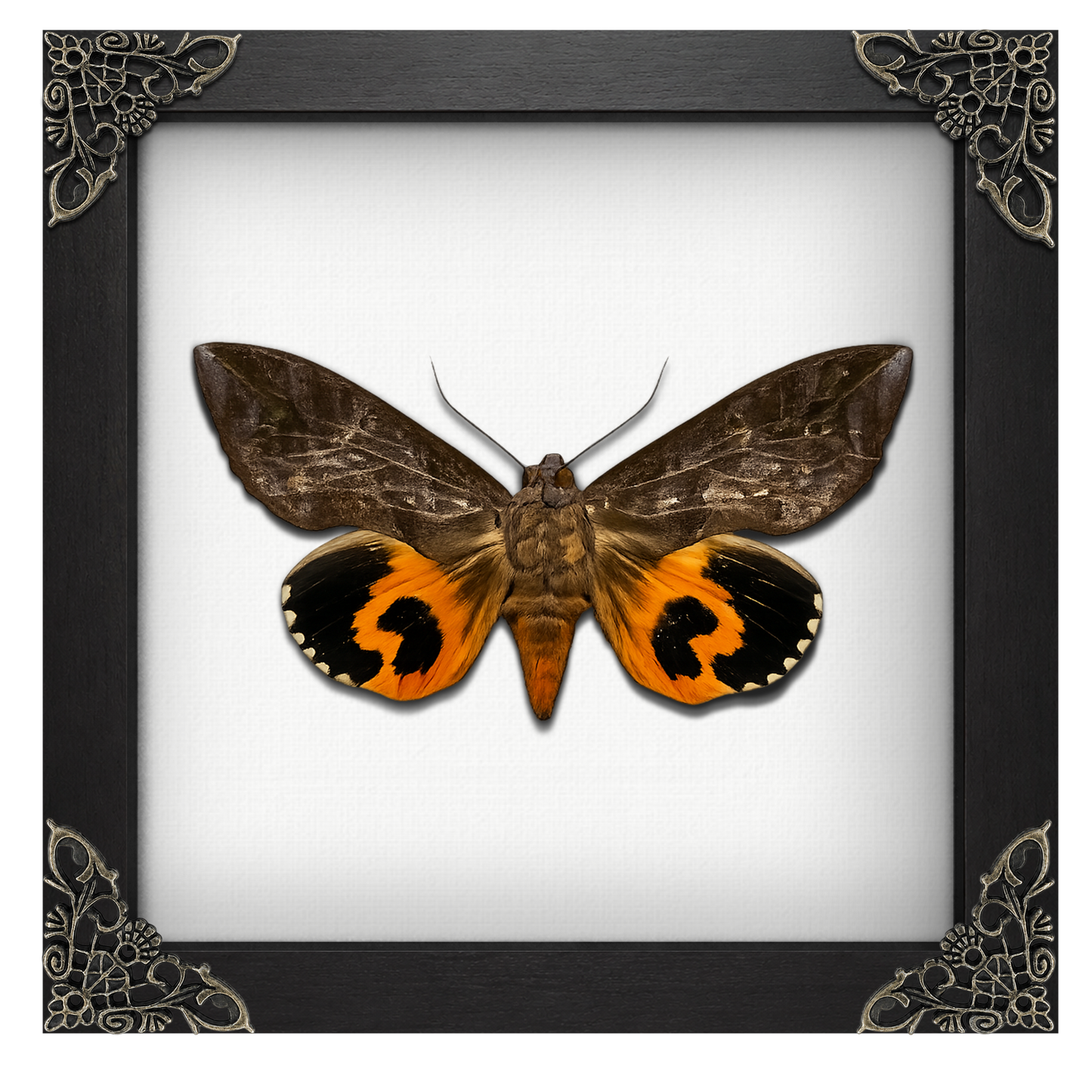 Taxidermy Moth in Shadow Box, Real Insect Bug Specimen, Gothic Halloween Decor, Halloween Gift