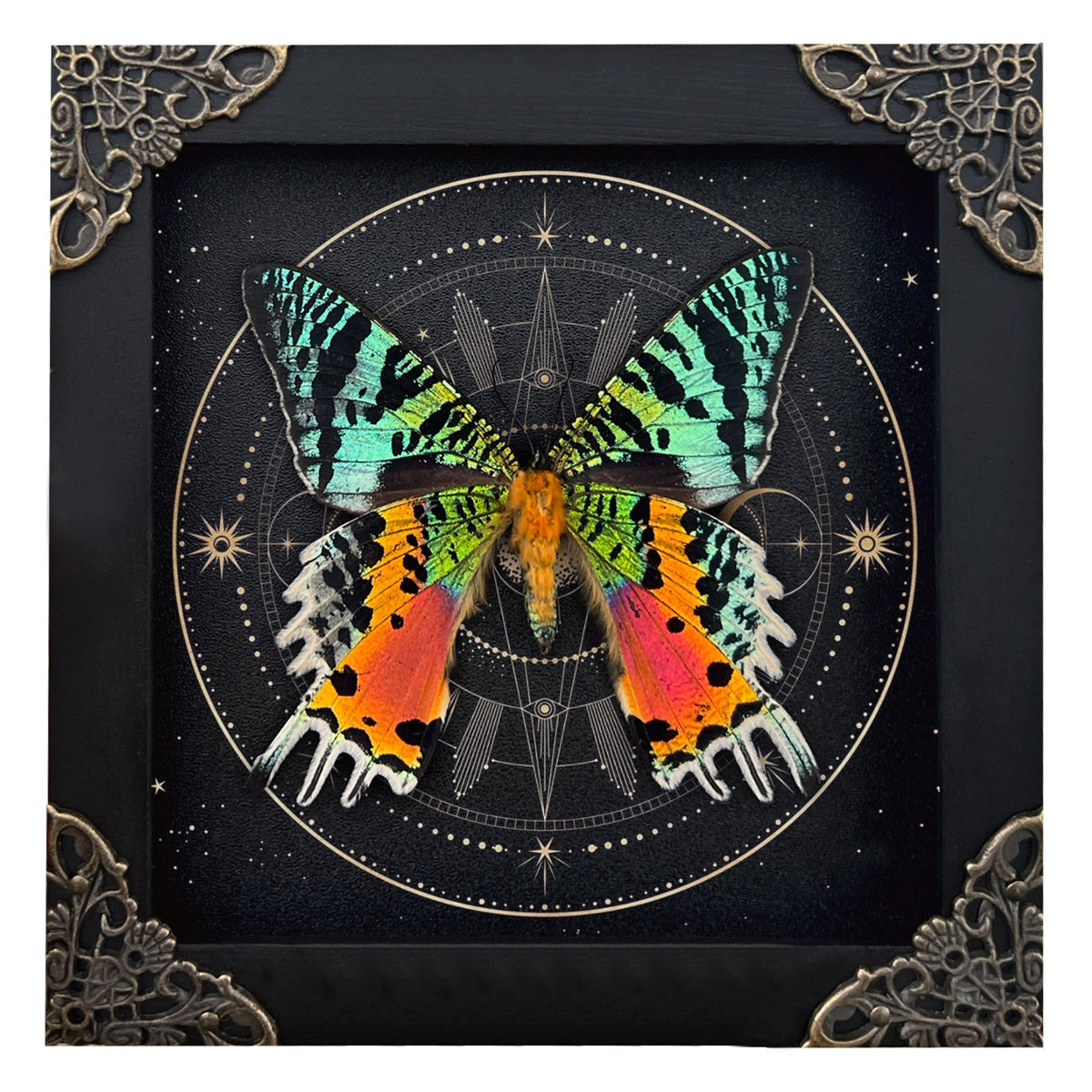 Sunset Moth Butterfly Moon Star Moon Phase Star Astrology Astronomy Background Frame Insect K14-29-AS5