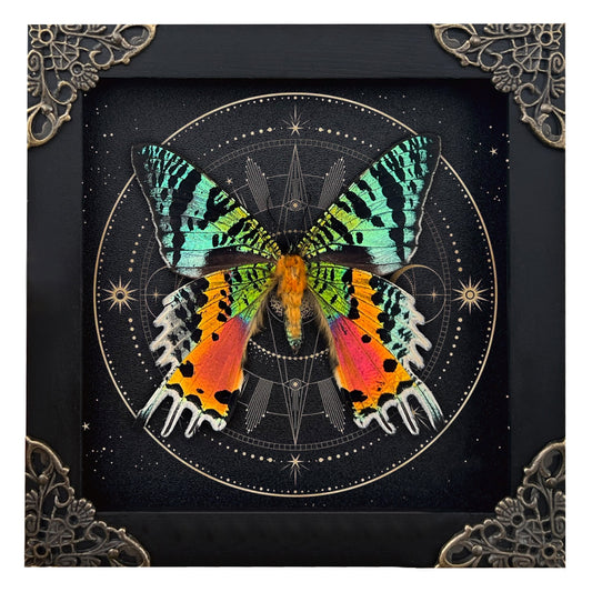 Sunset Moth Butterfly Moon Star Moon Phase Star Astrology Astronomy Background Frame Insect K14-29-AS5