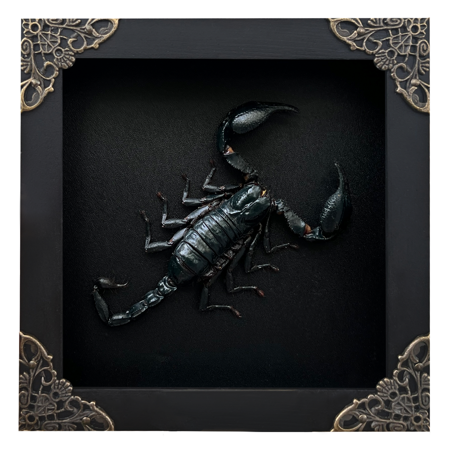 Real Framed Scorpion Dead Insect Dried Bug Beetle Oddity Collectables Specimen K14-51-DE