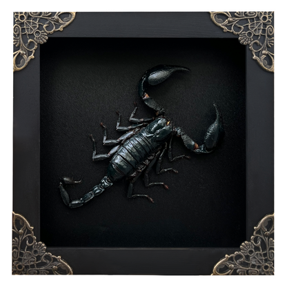 Real Framed Scorpion Dead Insect Dried Bug Beetle Oddity Collectables Specimen K14-51-DE