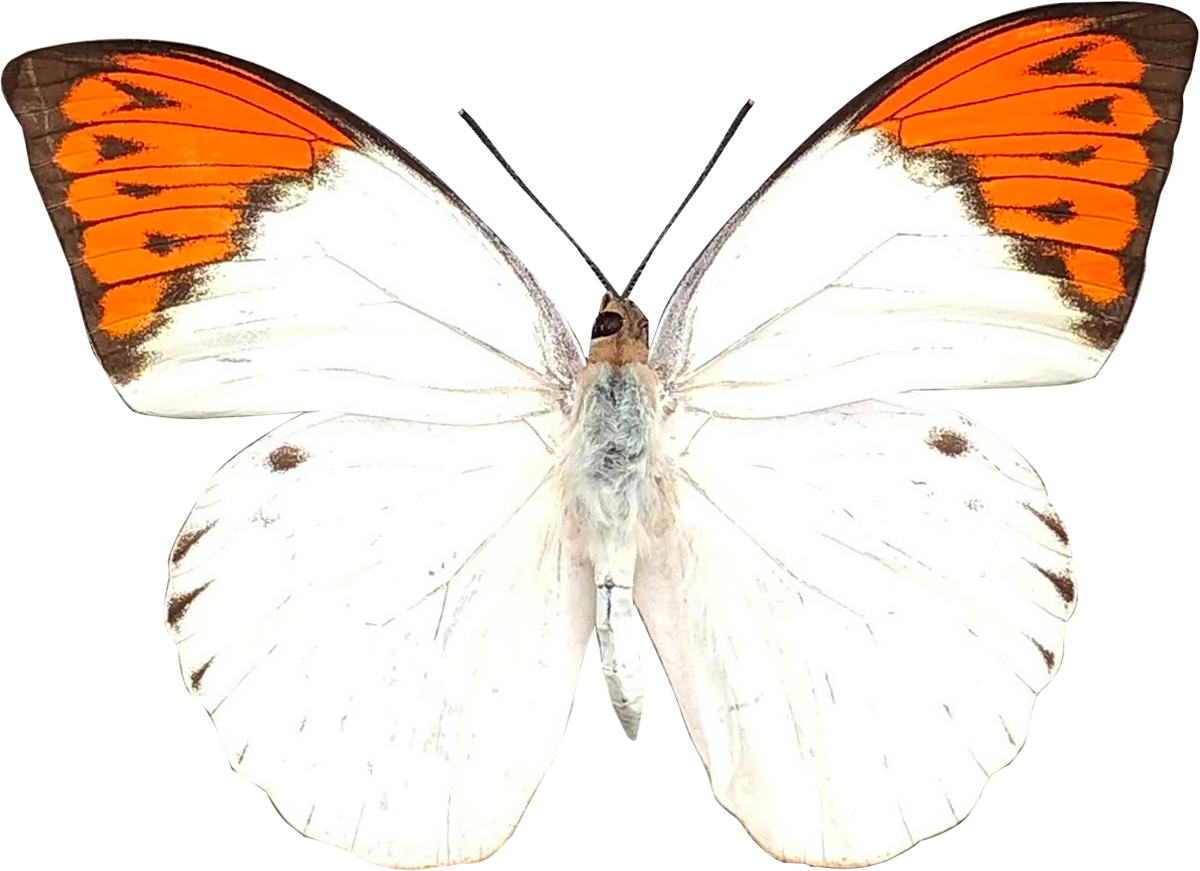 Real Hebomoia glaucippe Great Orangetip Dried Butterfly Specimen Spread Wings