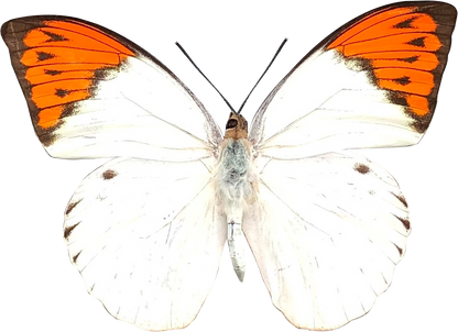 Real Hebomoia glaucippe Great Orangetip Dried Butterfly Specimen Spread Wings