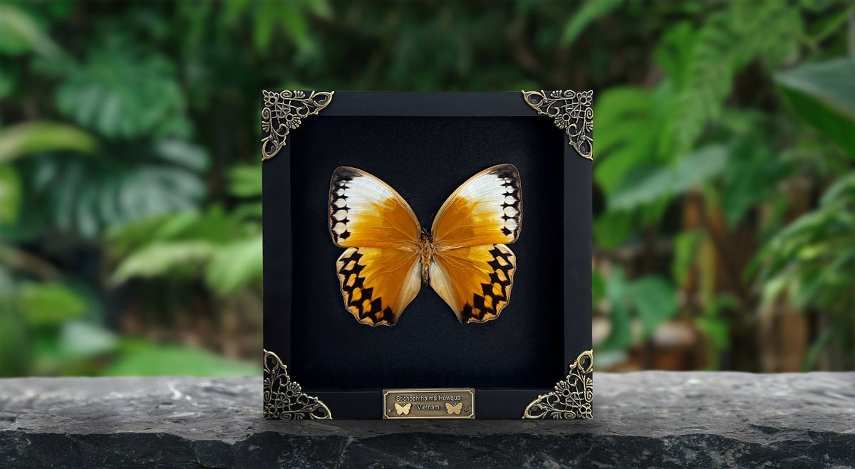 Real Yellow Butterfly Astronomy Moon Phase Star Astrology Special Floral Framed Customized K16-02-DE