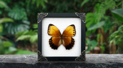 Real Yellow Butterfly Astronomy Moon Phase Star Astrology Special Floral Framed Customized K16-02-DE