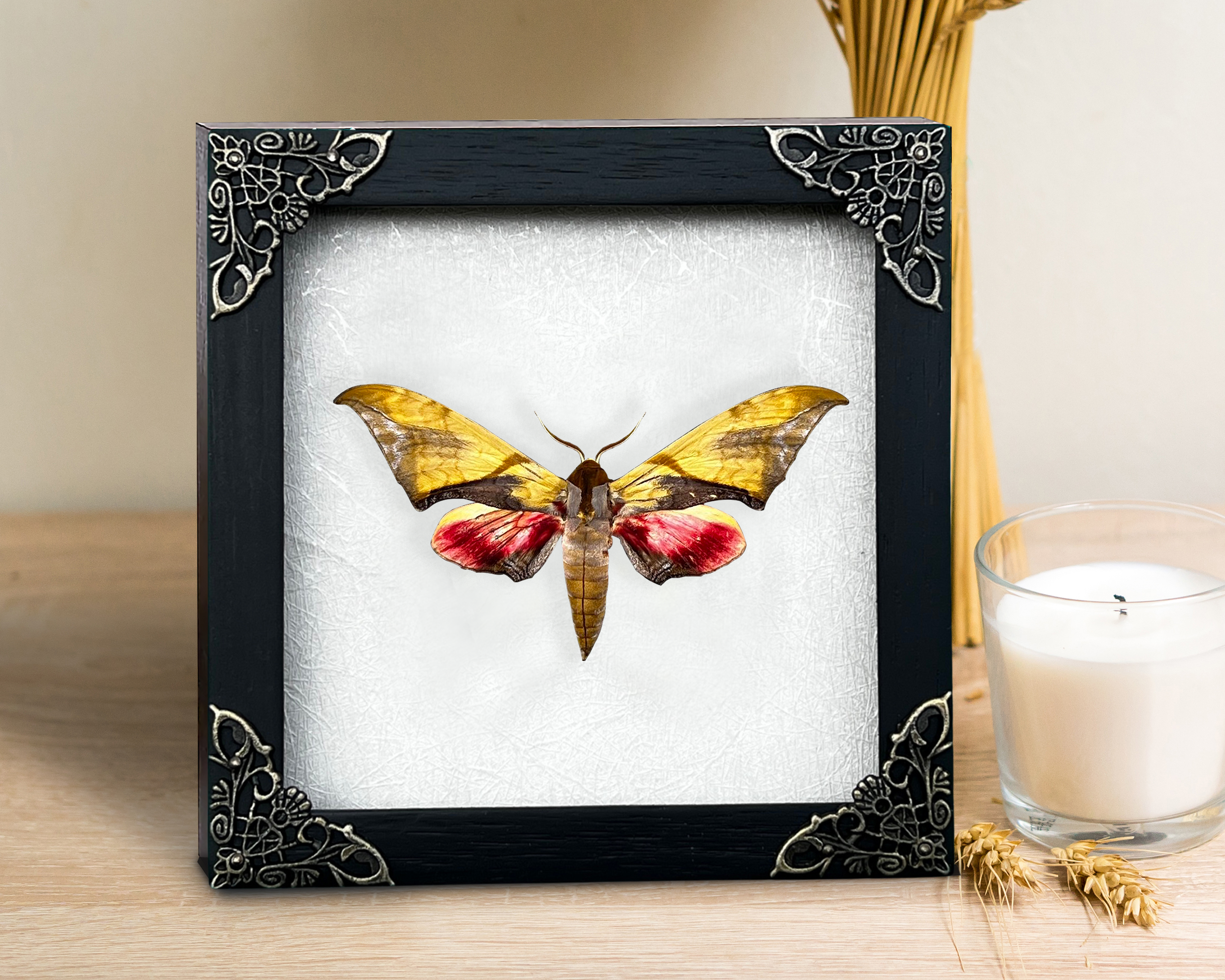 Real Framed Butterfly Moth Hawkmoth bug Insect Frame Taxidermy Taxadermy Wall Art Hanging Decoration Artwork Oddity Home Decor Gallery