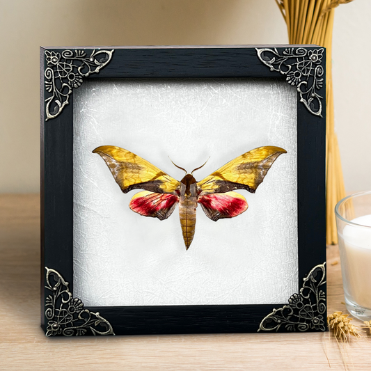 Real Framed Callambulyx Rubricosa Moth Specimen Insect Wall Art Hanging Decoration Artwork Oddity Home Decor Gallery