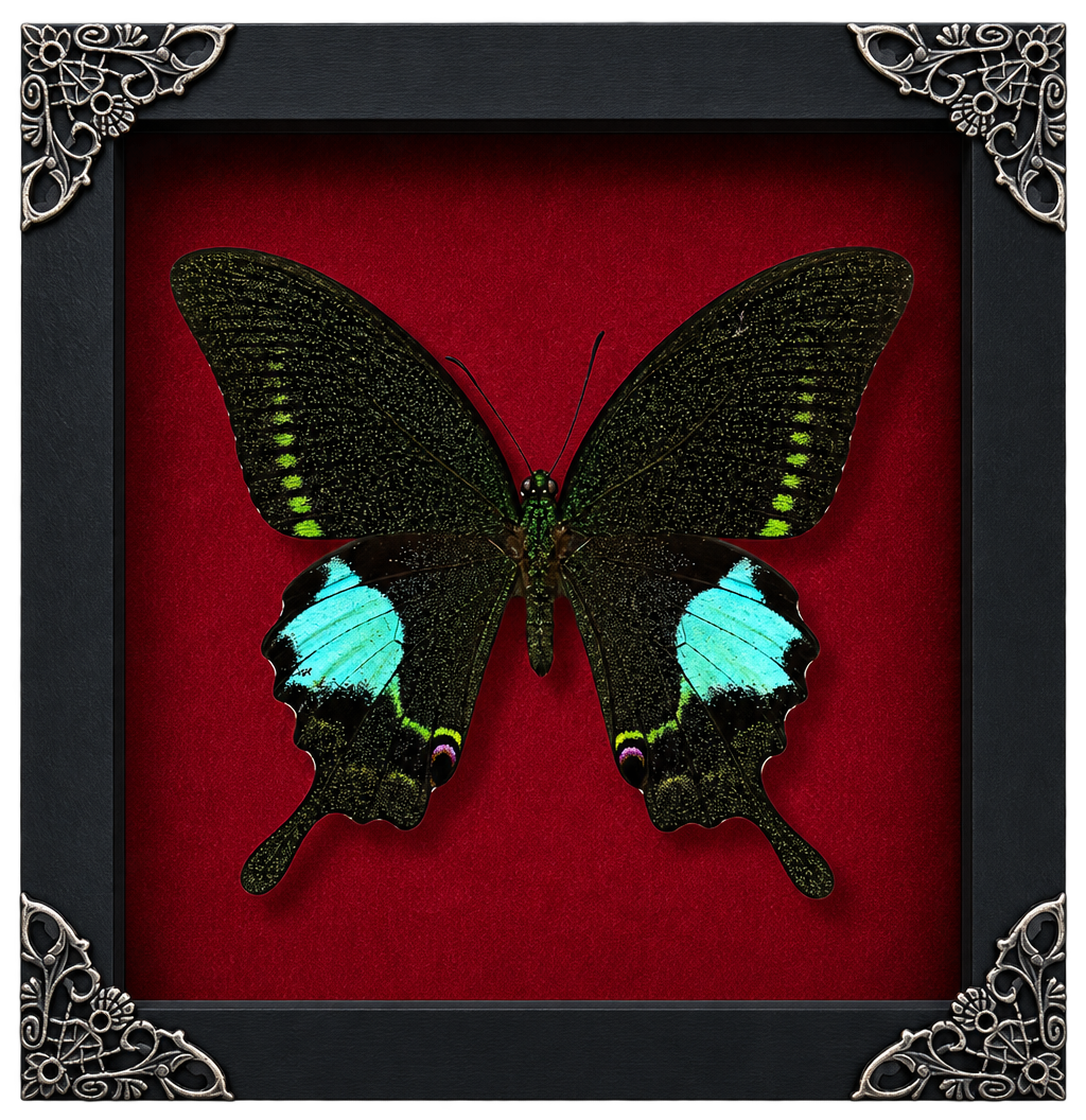 Real Papilio Paris Butterfly in Shadow Box Dried Insect Specimen Gothic Oddities Decor K16-127-DE