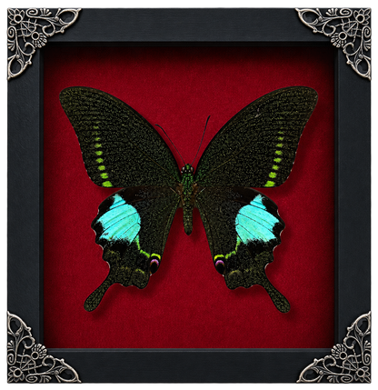 Real Papilio Paris Butterfly in Shadow Box Dried Insect Specimen Gothic Oddities Decor K16-127-DE