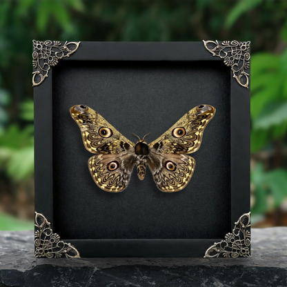 Caligula Anna Moth Frame, Gothic Home Decor, Real Framed Moth, Oddities Wall Art Display K16-133-DE