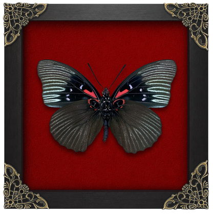 Sasakia Funebris Butterfly Framed, Black Empress Butterfly Specimen, Dried Insect Specimen Gothic Oddities Decor K16-134-DE