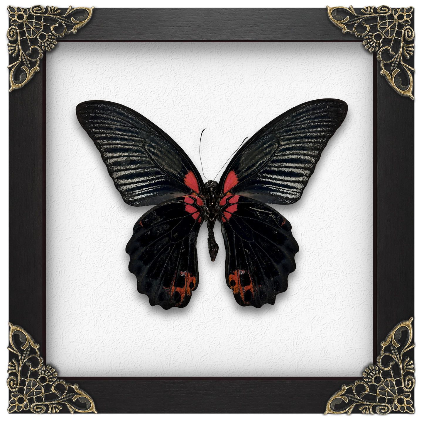 Real Papilio memnon Butterfly in Shadow Box Dried Insect Specimen Gothic Oddities Decor K16-135-DE