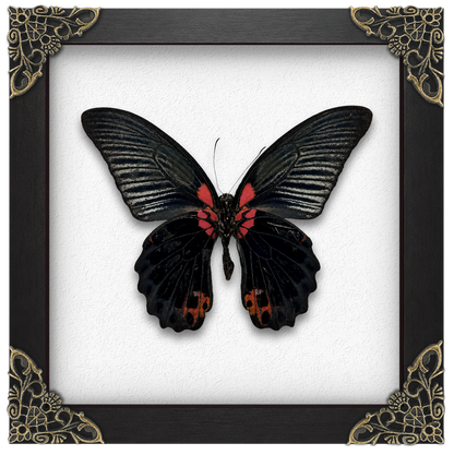 Real Papilio memnon Butterfly in Shadow Box Dried Insect Specimen Gothic Oddities Decor K16-135-DE