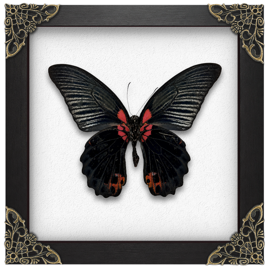 Real Papilio memnon Butterfly in Shadow Box Dried Insect Specimen Gothic Oddities Decor K16-135-DE