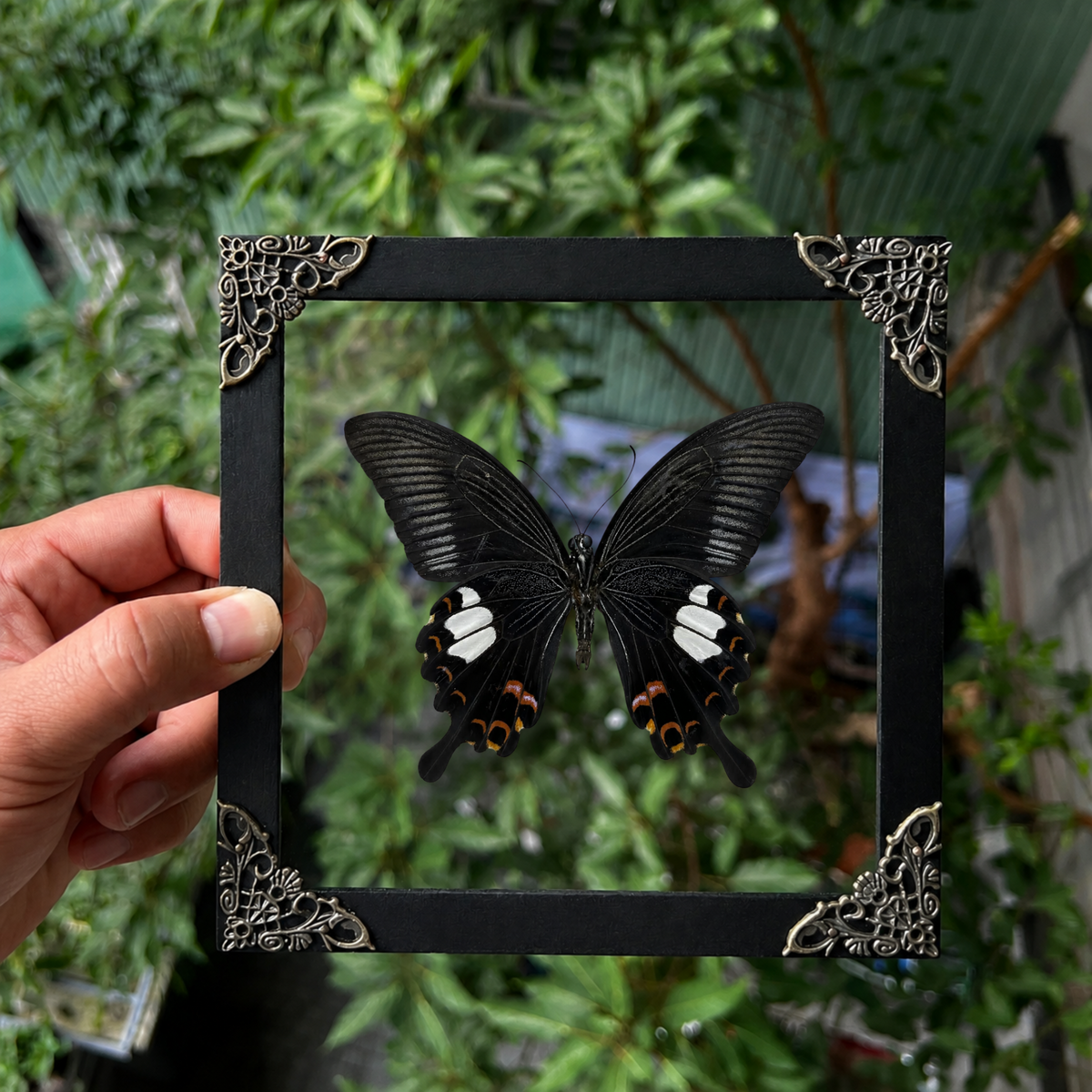 Real Framed Butterfly Moth Dead Insect Shadow Box Specimens K16-16-TR