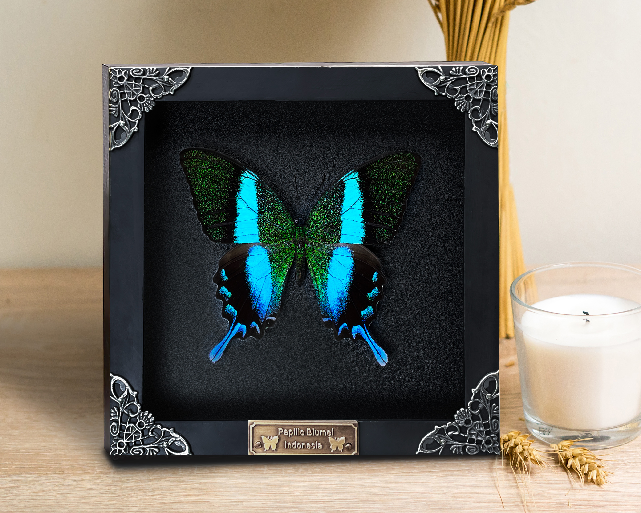 Real Framed Emerald Peacock Butterfly Moth Dead Insect Dried Shadow Box Frame Taxidermy Specimen Display Oddity Curiosities Wall Hanging Collection K16-23-DE